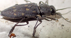 Melanophila consputa