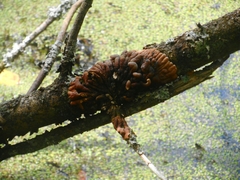 Hypocreopsis lichenoides