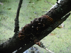 Hypocreopsis lichenoides