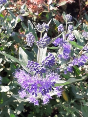 Caryopteris × clandonensis