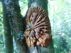 Hypocreopsis lichenoides