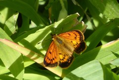 Lycaena 'canterbury common copper'