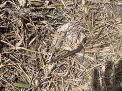 Gongylomorphus bojerii