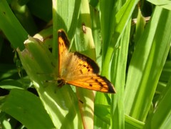 Lycaena 'canterbury common copper'