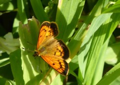 Lycaena 'canterbury common copper'