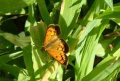 Lycaena 'canterbury common copper'