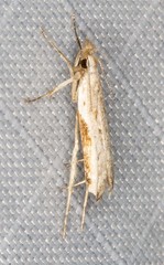 Hypatima spathota
