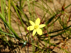 Tricoryne simplex