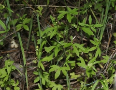 Ranunculus hebecarpus