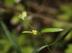 Ranunculus hebecarpus