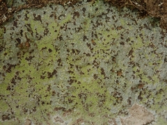 Placopsis argillacea