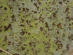 Placopsis argillacea