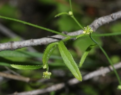 Ranunculus hebecarpus