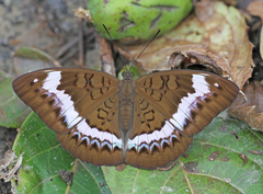 Tanaecia cibaritis