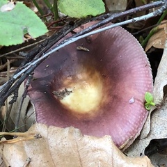 Russula paludosa