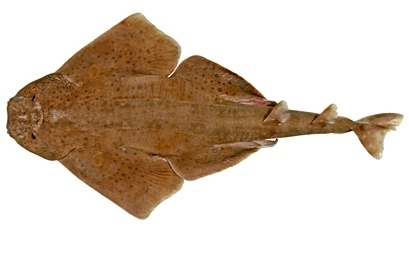 Western Australian Angelshark