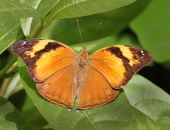 Doleschallia bisaltide andamanensis