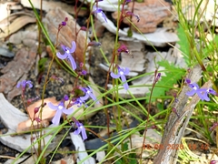 Lobelia dentata