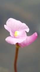Utricularia resupinata