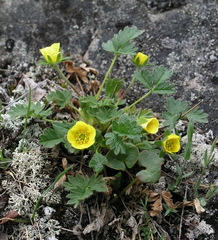 Potentilla hyparctica