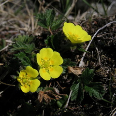 Potentilla hyparctica