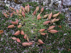 Oxytropis podocarpa