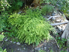 Adiantum aleuticum aleuticum