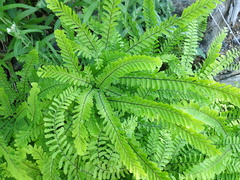 Adiantum aleuticum aleuticum