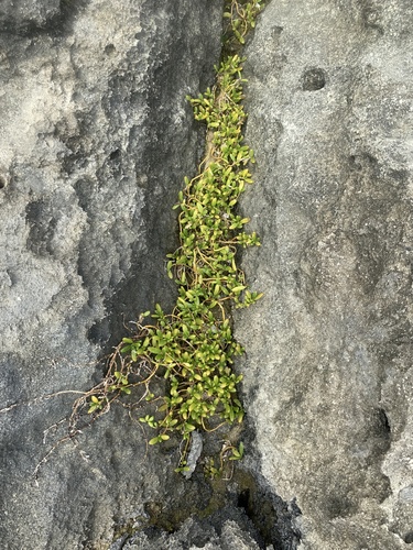 Sesuvium ayresii