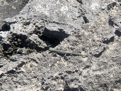 Cryptoblepharus boutonii