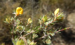 Pultenaea tenuifolia