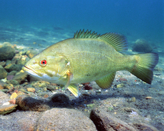 Smallmouth Bass photo 4