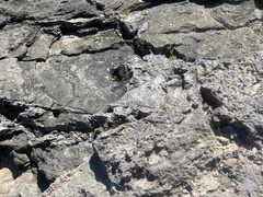 Cryptoblepharus boutonii