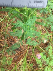 Mimosa nuttallii