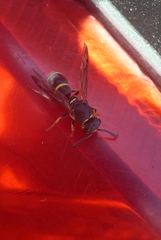 Parancistrocerus pensylvanicus