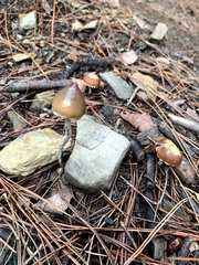 Psilocybe angulospora