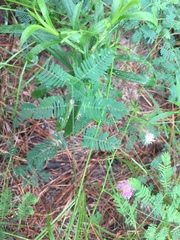 Mimosa nuttallii