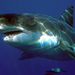 Galean Sharks - Photo Sharkdiver.com, no known copyright restrictions (public domain)