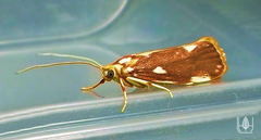 Lactura caminaea