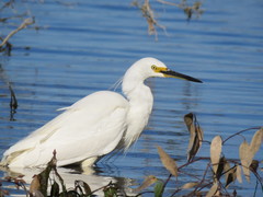 Egretta garzetta nigripes