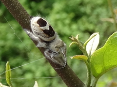 Phidippus pacosauritus