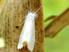 Rupela