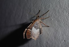 Helastia triphragma