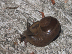 Megaustenia imperator