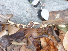 Scytinostroma artocreas