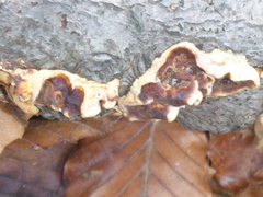 Scytinostroma artocreas