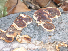 Scytinostroma artocreas