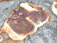 Scytinostroma artocreas