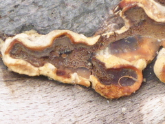 Scytinostroma artocreas