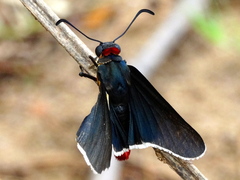 Mysoria affinis